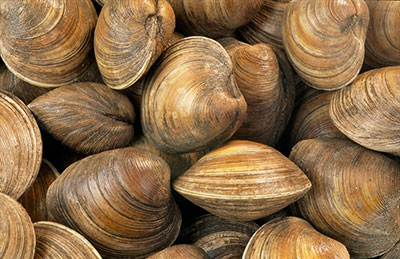clams400px