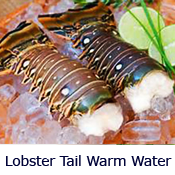 lobstertailwarmwater